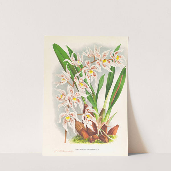 Odontoglossum Ruckerianum by Jean Jules Linden