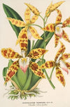 Odontoglossum triumphans