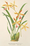 Odontoglossum Wallisii