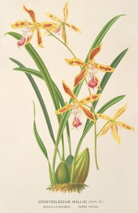 Odontoglossum Wallisii