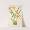 Odontoglossum Wallisii by Charles Antoine Lemaire