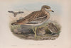 Oedicnemus crepitans. (1862-1873)