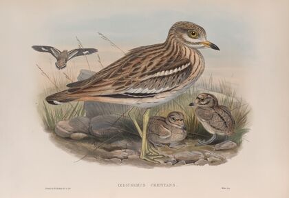 Oedicnemus crepitans. (1862-1873)