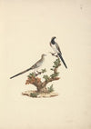 Oena capensis (Namaqua Dove)