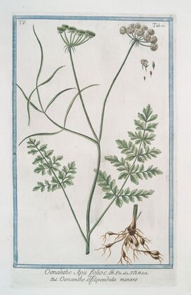 Oenanthe Apii folii – Oenanthe, o filipendula minore. (Water dropwort)