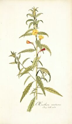 Oenothera nocturna
