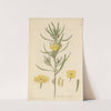 Oenothera serrulata by William Jackson Hooker