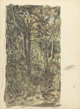 Oerwoud van Ceylon