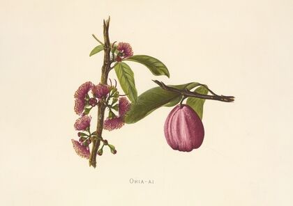 Ohia-Ai (1885)