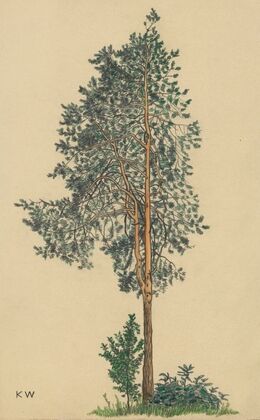 Ohne Titel (Nadelbaum) I