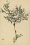 Ohne Titel (Obstbaum)
