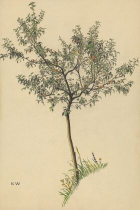 Ohne Titel (Obstbaum)