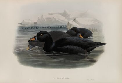 Oidemia nigra. Scoter. (1862-1873)