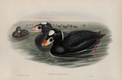 Oidemia perspicillata. Surf Scoter. (1862-1873)