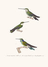 Oiseau-Mouche Écaillé.