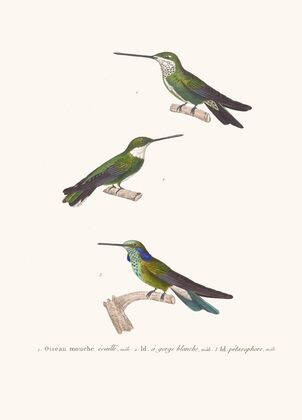 Oiseau-Mouche Écaillé.