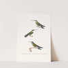 Oiseau-Mouche Écaillé. by Coenraad Jacob Temminck