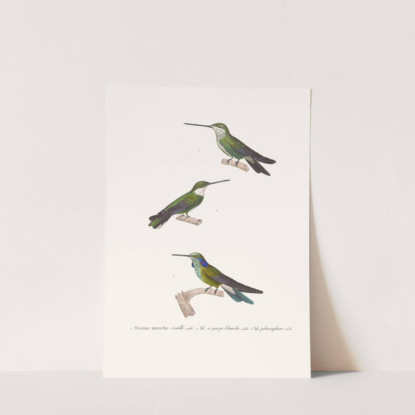 Oiseau-Mouche Écaillé. by Coenraad Jacob Temminck