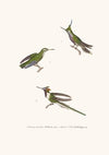 Oiseau-Mouche Lalande