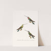 Oiseau Mouche Médiastin by Coenraad Jacob Temminck
