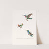 Oiseau-Mouche Superbe by Coenraad Jacob Temminck