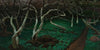 Old apple trees (1903)