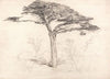 Old Cedar Tree in Botanic Garden, Chelsea