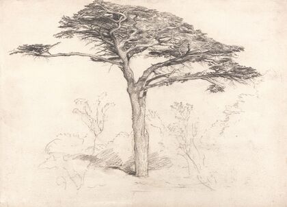 Old Cedar Tree in Botanic Garden, Chelsea