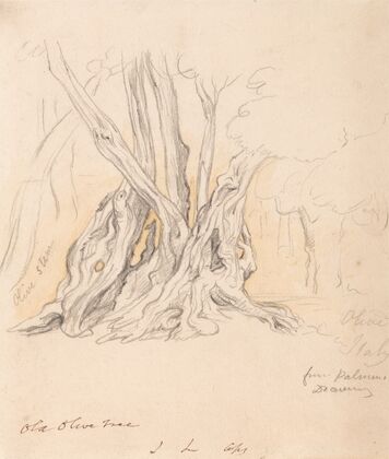 Old Olive Tree
