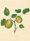 Old Pearmain (1811)