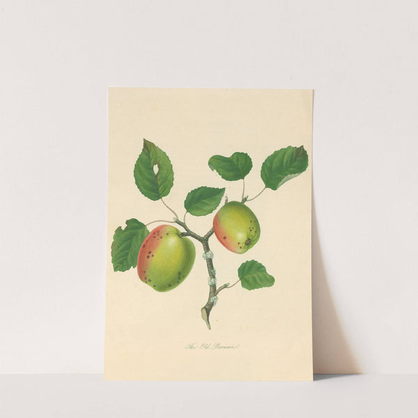 Old Pearmain (1811) by Thomas Andrew Knight