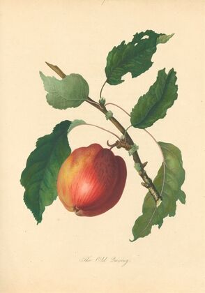 Old Quining (1811)
