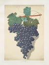 Old St. Peters (Old St. Petre grape). (1812)