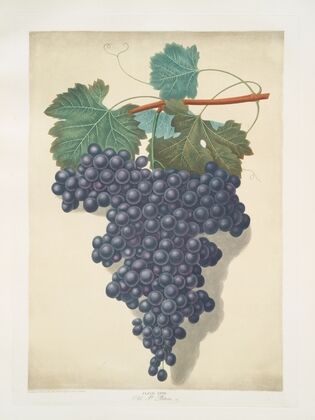 Old St. Peters (Old St. Petre grape). (1812)