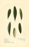 Olea europaea: Mission