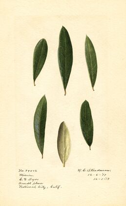 Olea europaea: Mission