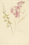 Oleander en brem
