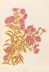Olearia Semidentata