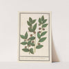 Olijf (Olea europaea) Laurier Boom. Bacca Laurus. Laurier (1596-1610) by Anselmus Boëtius de Boodt