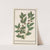 Olijf (Olea europaea) Laurier Boom. Bacca Laurus. Laurier (1596-1610) by Anselmus Boëtius de Boodt