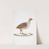 Olive Partridge, Perdix olivacea. by John Edward Gray