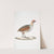 Olive Partridge, Perdix olivacea. by John Edward Gray