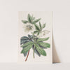 Olympian Hellebore by Sydenham Edwards