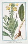 Onagra latifolia – Onagra – L’Herbe aux Anes. (Primerose)
