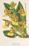 Oncidium bicallosum