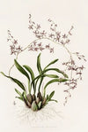 Oncidium Incurvum