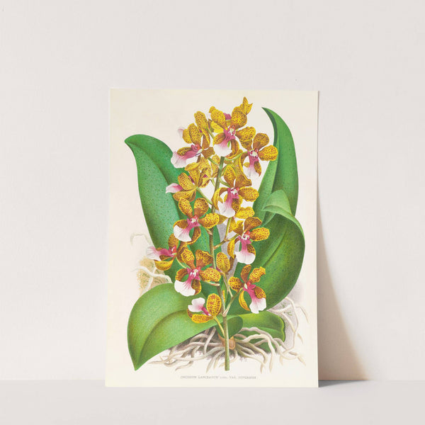 Oncidium Lannceanum by Jean Jules Linden