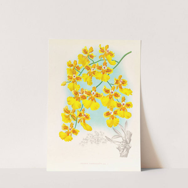 Oncidium marshallianum by Jean Jules Linden