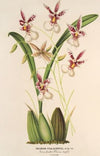 Oncidium Phalænopsis