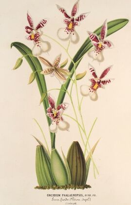 Oncidium Phalænopsis